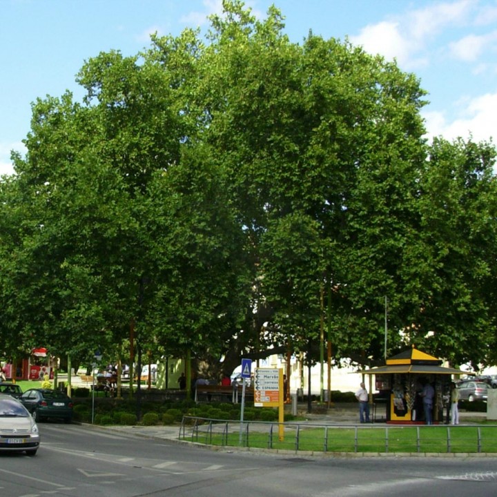 Plátano – Platanus x hispanica