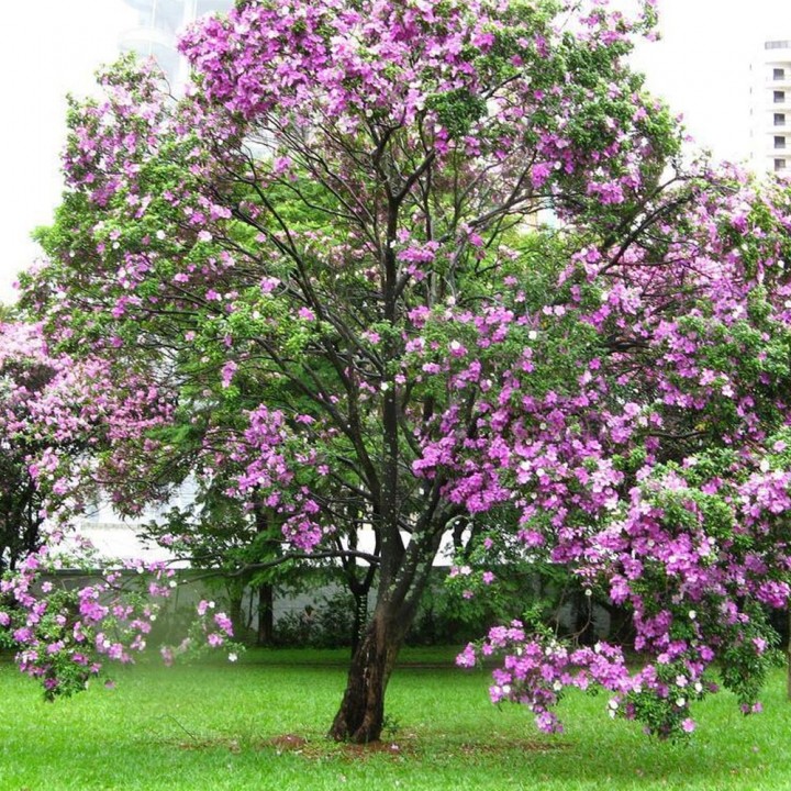 Quaresmeira rosa