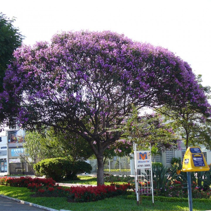 Quaresmeira roxa