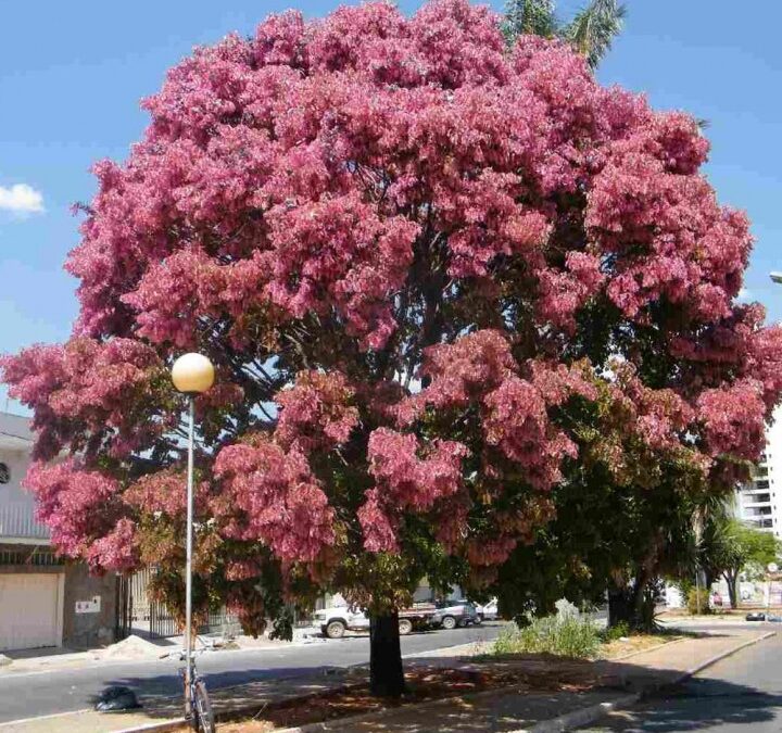 Sapucaia – Lecythis pisonis