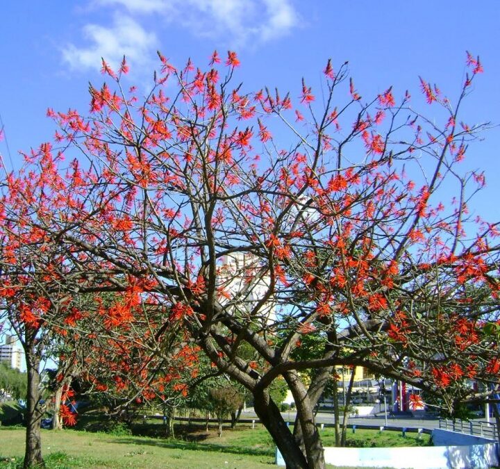 Suinã – Erythrina velutina – Pau Cebola