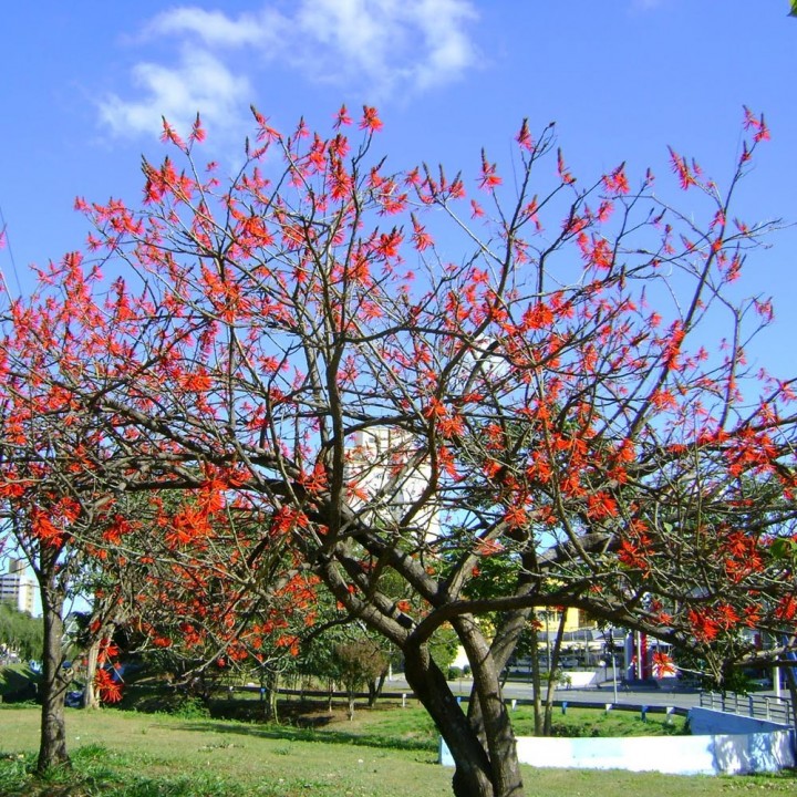 Suinã – Erythrina velutina – Pau Cebola