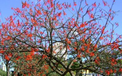 Suinã – Erythrina velutina – Pau Cebola