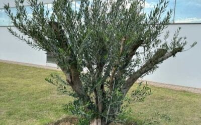Mudas de Oliveira em ABC – SP